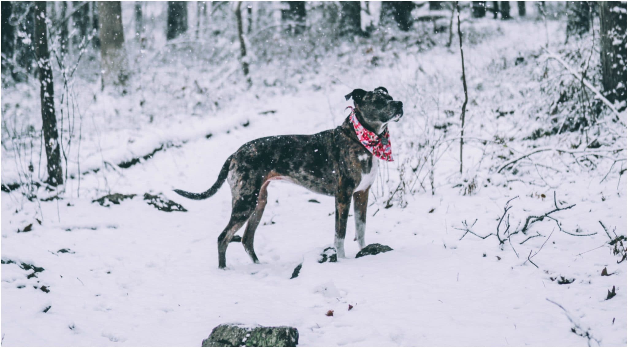 A kutyák és a hideg időjárás!