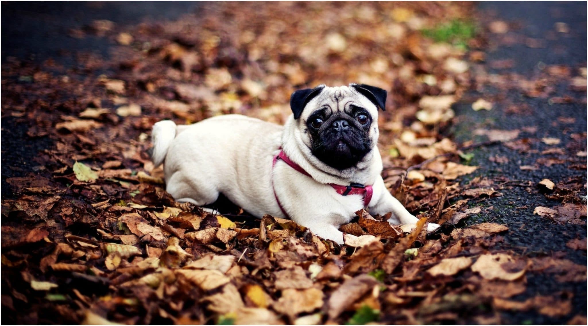 A new law fundamentally changes the future and further breeding of some short-nosed dog breeds in the Netherlands