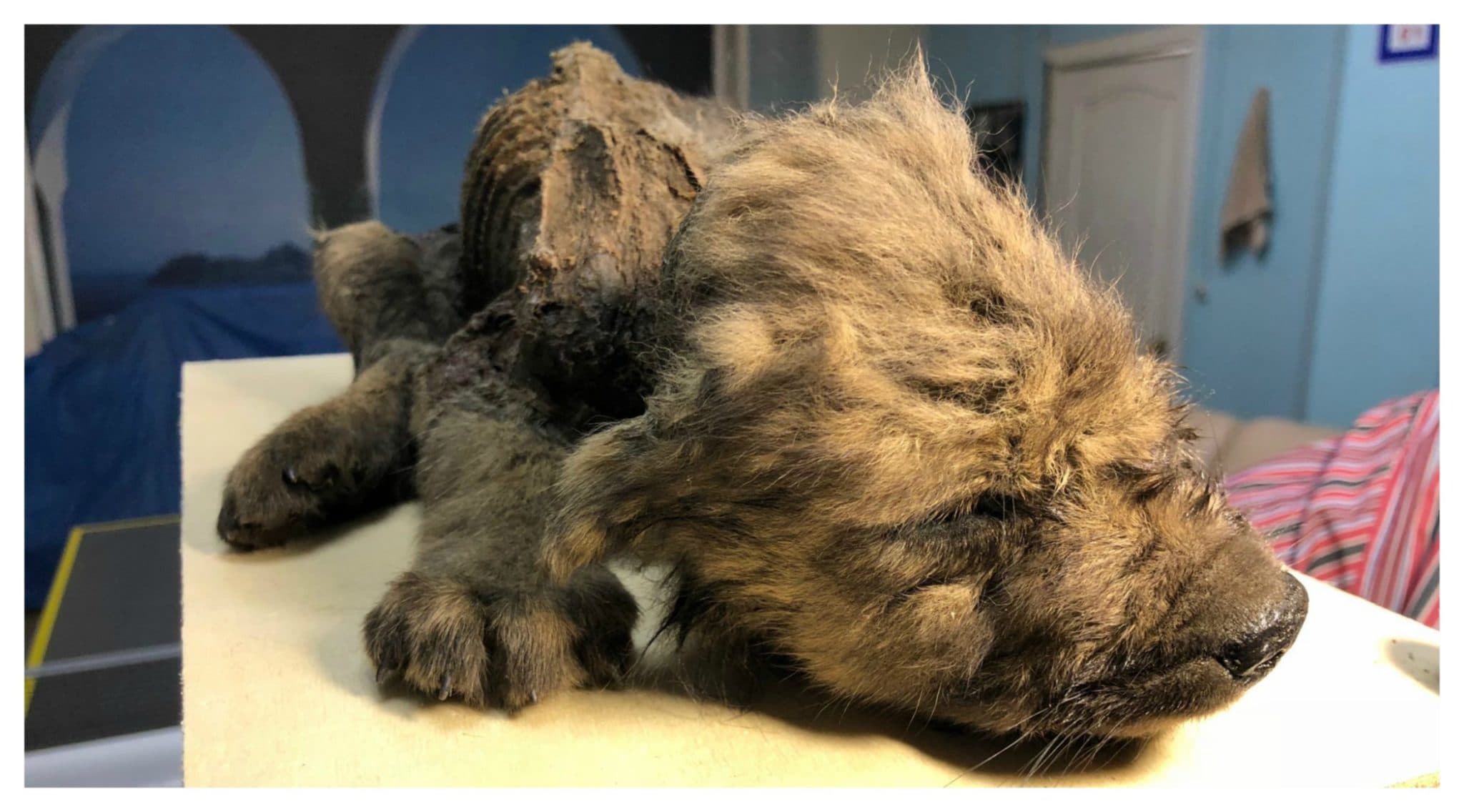 Scientists Examine Whether the 18,000-Year-Old Pup Found in Siberia is a Wolf or a Dog