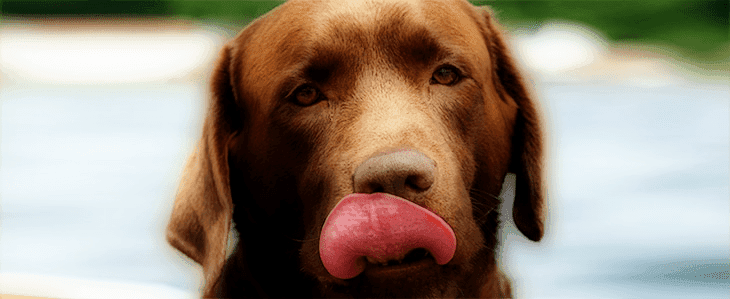 The Big Dog Food Survey