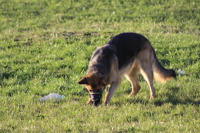 The National Tax and Customs Administration (NAV) is purchasing dogs that can be trained for search work