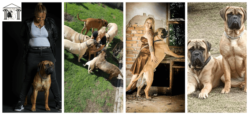 Olympic Bull Kennel