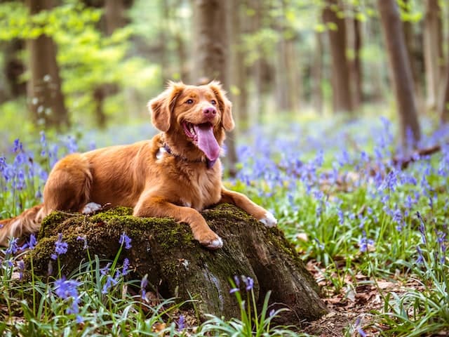 3 Methods to Combat Parasites in Our Dogs