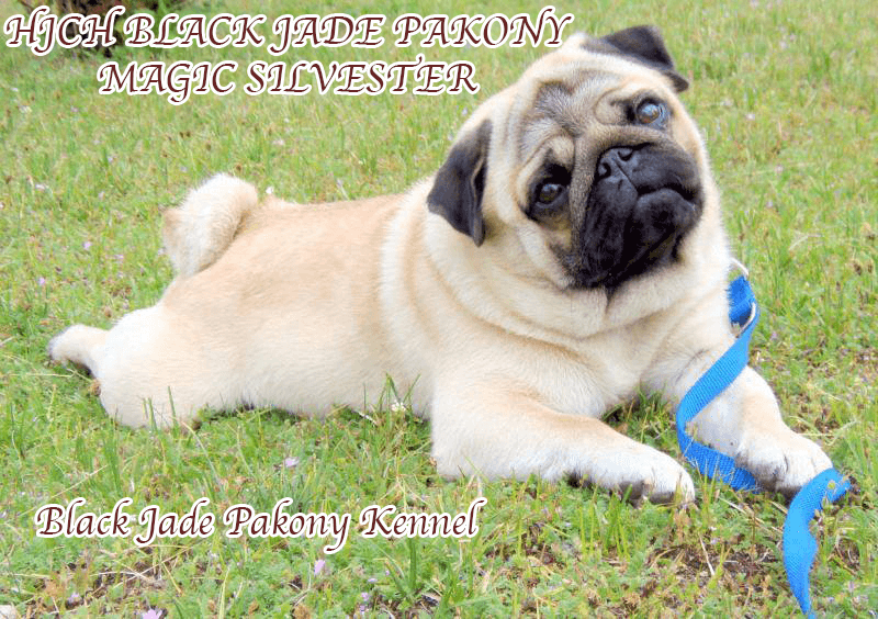 The True PUG Breed Description