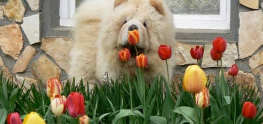 Broken Hill Indiana Jones – chow-chow