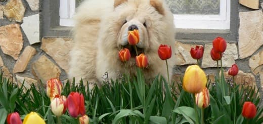 Broken Hill Indiana Jones – chow-chow