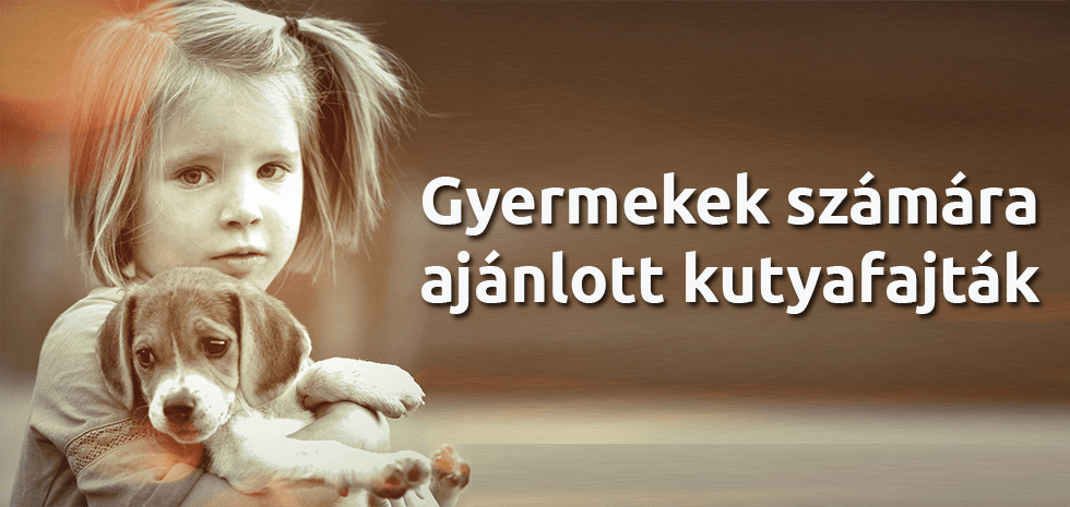 Gyermekek számára ajánlott kutyafajták I.