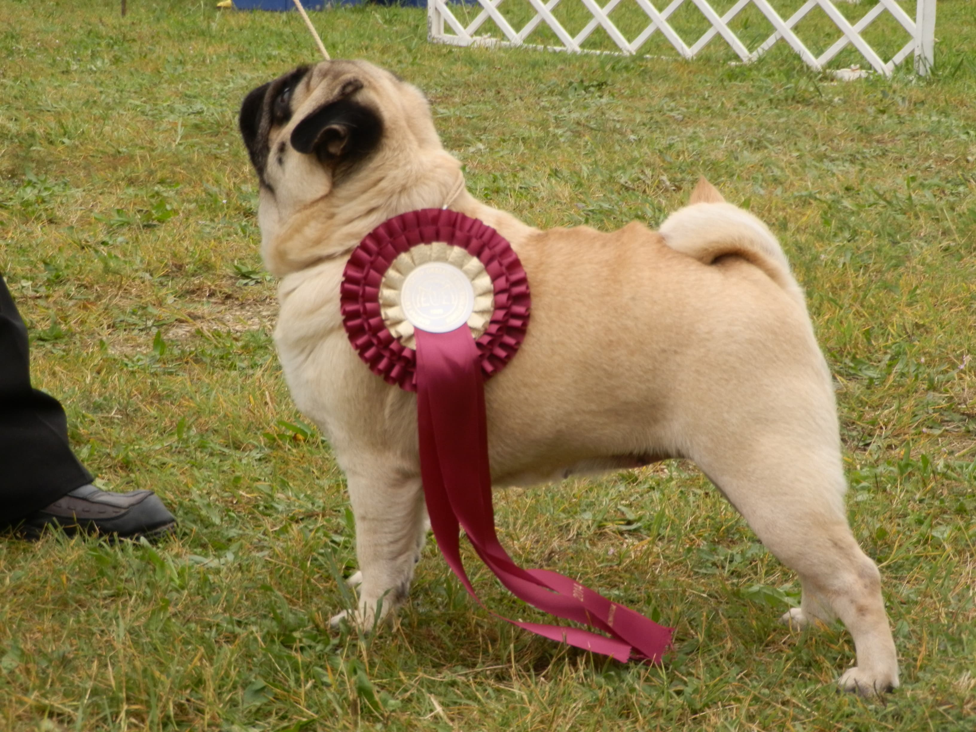 My Little Giant Pug Kennel