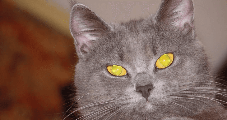 Dr. Horváth Tibor – rendelő vezető állatorvos – Szolnok