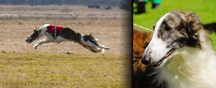 Russian Greyhound Breed Description