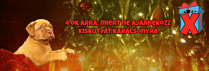 A kutya egy életre szól, nem csak Karácsonyra