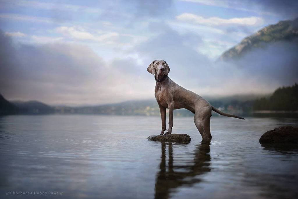 NÉGY BOLDOG MANCS – lélegzetelállító fotók az ember legjobb barátjáról – Bemutatjuk Anne Geier fotóművészt