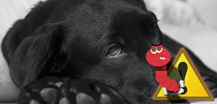 A férgesség tünetei kutyáknál