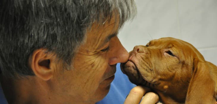 Dr. Németh Vendel József – állatorvos – Érd