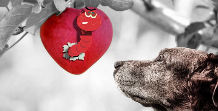 Heartworm Disease in Dogs