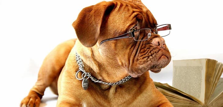The Dog IQ Test Reveals the General Intelligence of Dogs