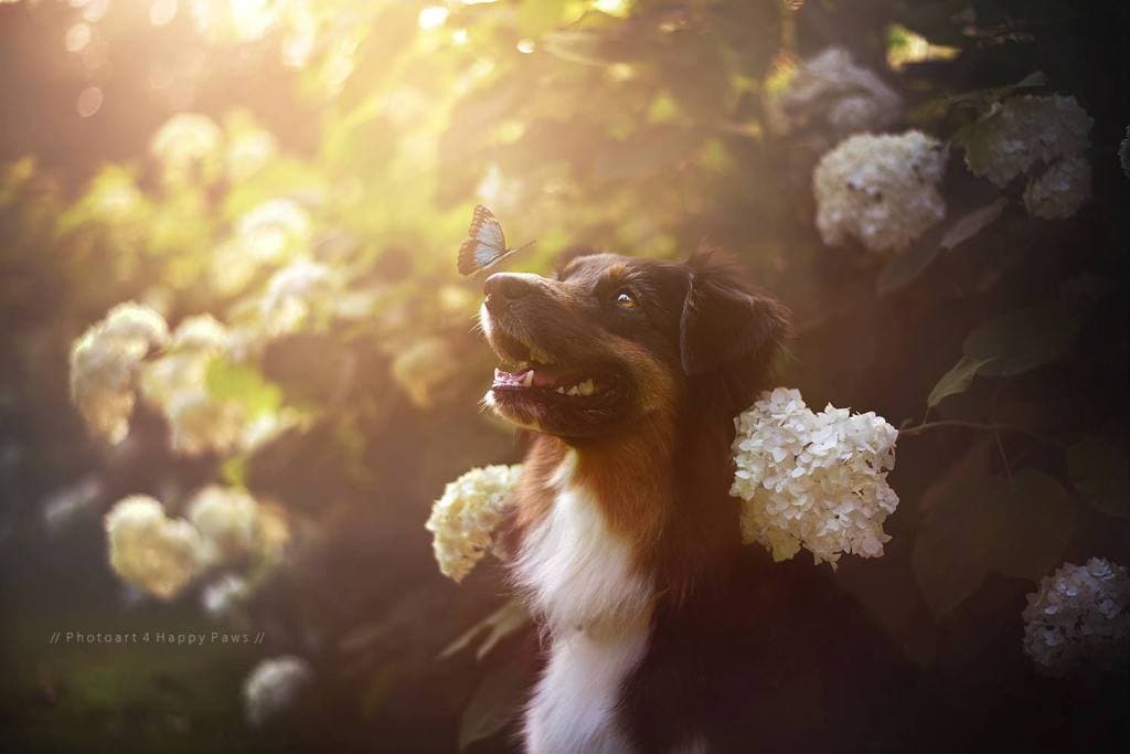 FOUR HAPPY PAWS: SPRING MAGIC – beautiful shots from the world of photographer Anne Geier