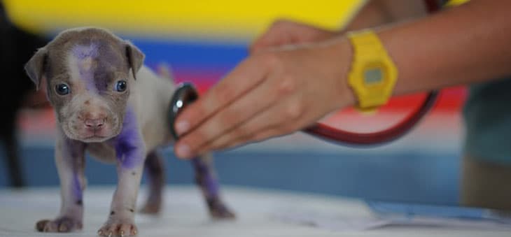 Dr. Túri Ákos – kisállatgyógyász klinikus szakállatorvos – Kecskemét