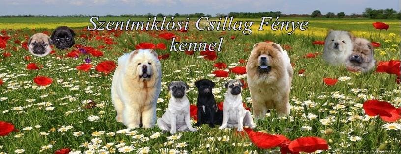 Szentmiklósi Csillag Fénye Chow-Chow and Pug Kennel