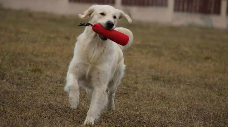 Glamour Gold golden retriever kennel