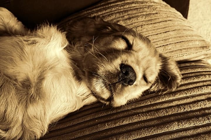 Why Do Dogs Sleep on Their Backs?