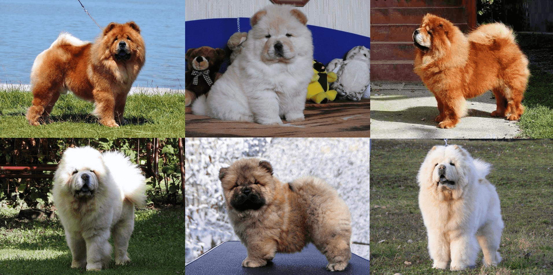 An Ancient Dog Breed, the Blue-Tongued Chow-Chow