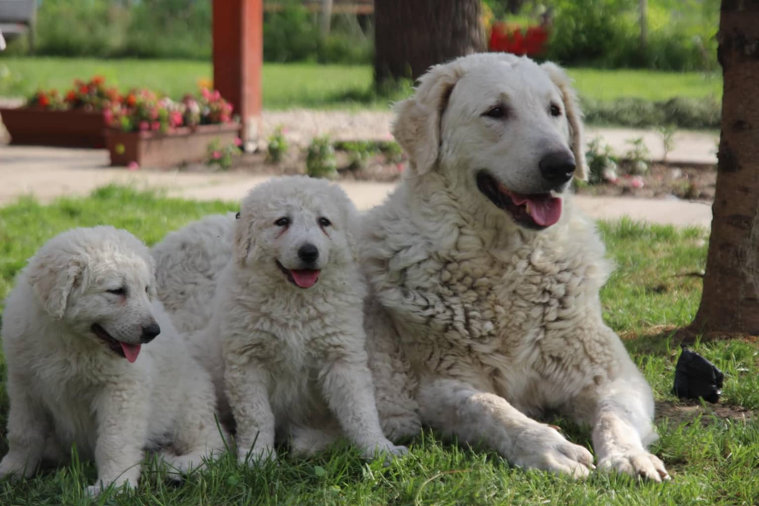 Halasi-Pásztor Kennel