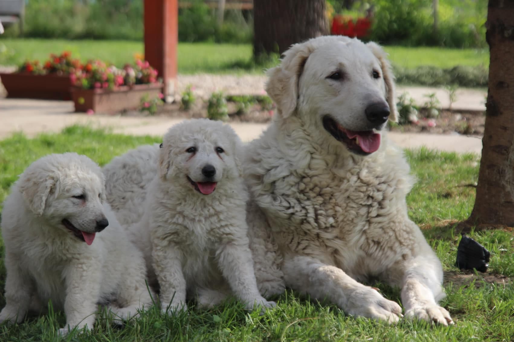 Halasi-Pásztor Kennel