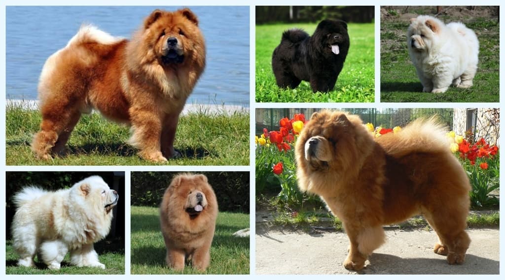 Chow-Chow Breed Description