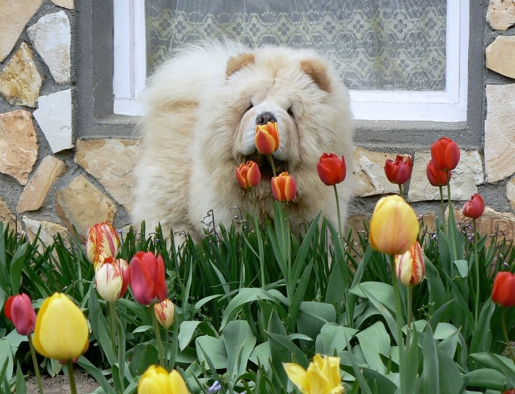 Broken Hill’s Heart Chow-Chow Kennel