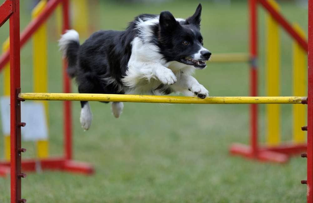 Border collie fajtaleírás