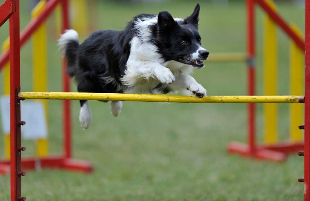 Border collie fajtaleírás