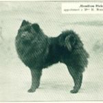 1904 chow