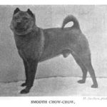 1904 rövid szőrű chow
