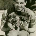 1930 Clark Gable chow bébikkel