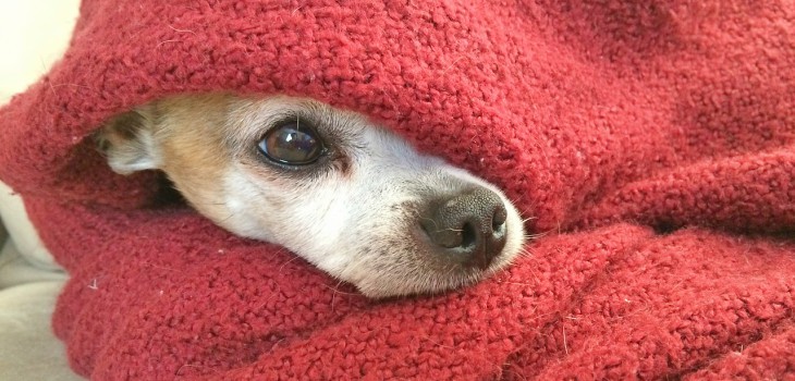Az alacsony testhőmérséklet veszélyei: A hipotermia kutyákban