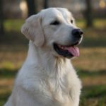 glamour_gold_golden_retriever_kennel_1