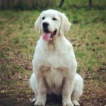 glamour_gold_golden_retriever_kennel_6