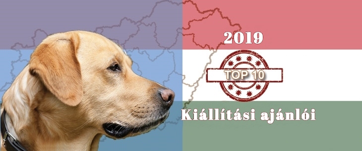 Kutya Portál 2019 TOP 10 kutyakiállítási ajánló