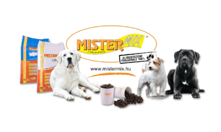 A Mister Mix Dog, avagy a siker útja